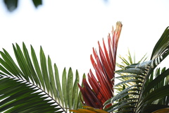 Chambeyronia macrocarpa