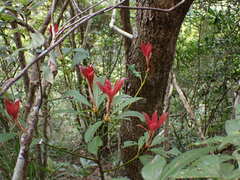 Machilus