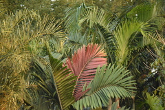 Chambeyronia macrocarpa