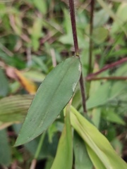 Oplismenus compositus