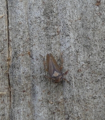 Oncopsis citra