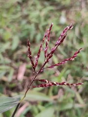 Oplismenus compositus