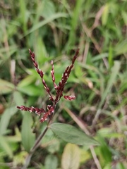 Oplismenus compositus