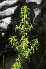 Cullumia reticulata