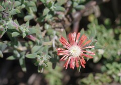 Delosperma testaceum