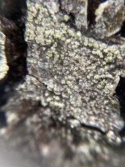Buellia griseovirens