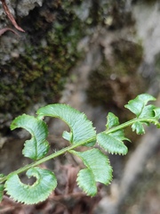 Pteris vittata