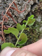 Pteris vittata