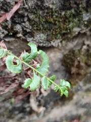 Pteris vittata