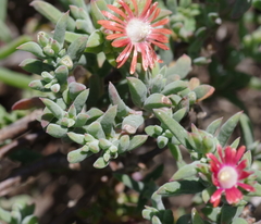Delosperma testaceum