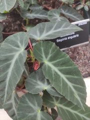 Begonia angustiloba