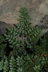 Pellaea pteroides