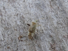 Parthenicus juniperi