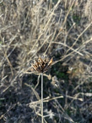 Dianthus capitatus