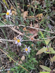 Aster indicus