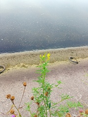 Melilotus officinalis