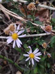 Aster indicus