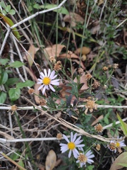 Aster indicus