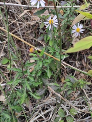 Aster indicus