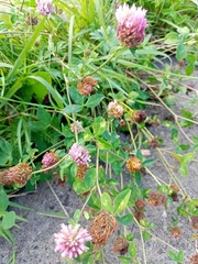 Trifolium pratense
