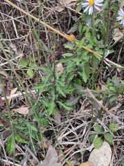 Aster indicus