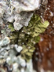 Melanelixia glabratula