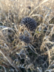 Clinopodium caucasicum