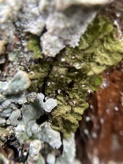 Melanelixia glabratula