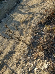 Seseli dichotomum