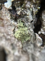 Biatora efflorescens