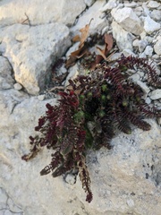 Cruciata taurica