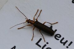 Nacerdes carniolica