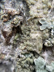 Lecanora carpinea