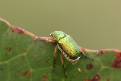 Diphucephala