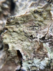 Lecanora carpinea