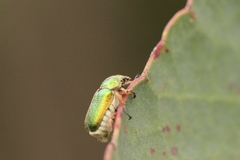 Diphucephala