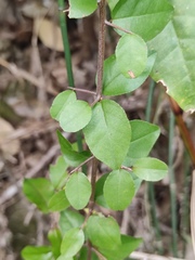 Sageretia thea