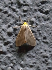Biturix venosata