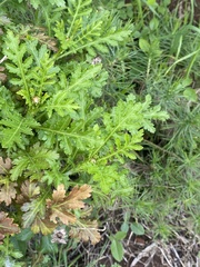 Argyranthemum broussonetii image