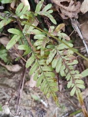 Pteris dispar