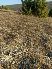 Linaria genistifolia