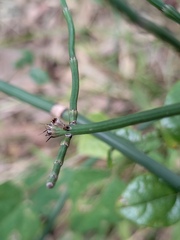 Equisetum ramosissimum