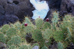 Opuntia stricta