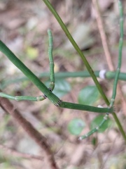 Equisetum ramosissimum