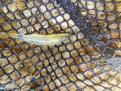 Atyaephyra desmarestii