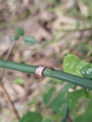 Equisetum ramosissimum
