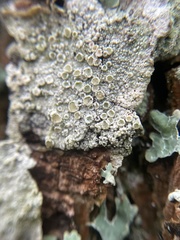Lecanora carpinea