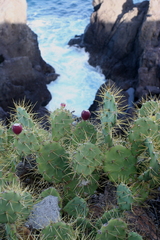 Opuntia stricta