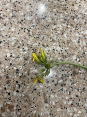 Oxalis pes-caprae