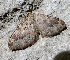 Triphosa
